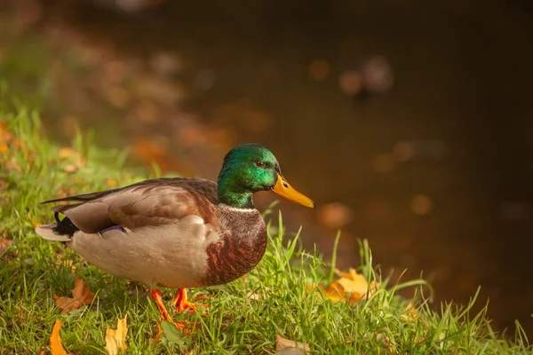 Duck Drake Grass Shore Brightly Colored Neck Daylight — Stock Photo, Image