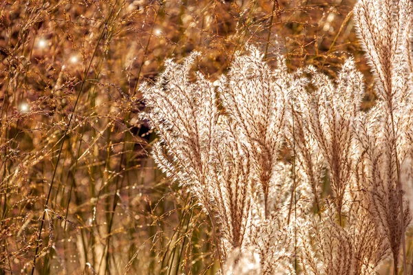 Miscanthus Sinensis Hierba Pampas Plata Japonesa Temporada Otoño Puesta Del — Foto de Stock