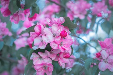 Çiçek açan meyve ağacı, daldaki pembe çiçekler, baharda elma veya kiraz çiçekleri, arka plan