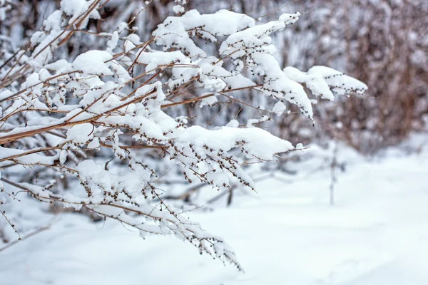 冬の茂みの枝に雪 雪に覆われた乾燥した植物 雪の季節 美しい冬の風景 — ストック写真