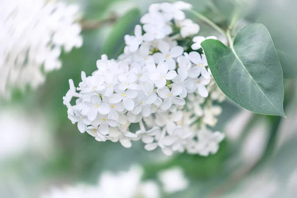 Rama Floración Lila Blanca Sobre Fondo Borroso Desenfocado Primer Plano —  Fotos de Stock