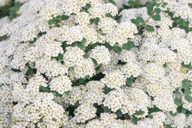  Çiçek arkaplanı. Spiraea cinerea Grefsheim dalları, bir sürü küçük beyaz çiçekler, sarı mantarlı beyaz çiçekler.