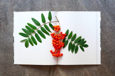 Rowan böğürtlen ve yaprakları boş bir sayfa üzerinde bir defter, öğrenimin başlangıcı konsepti, sonbahar kitabı