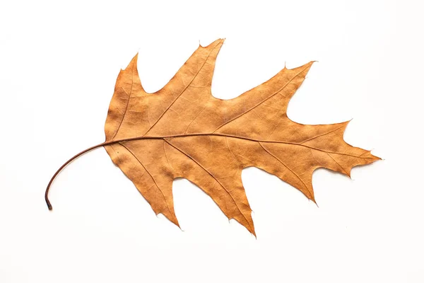 Grote Gedroogde Herfst Bruine Blad Een Witte Achtergrond Hallo Herfst — Stockfoto