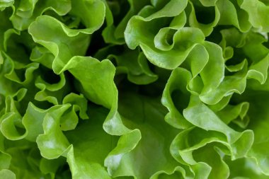 marul yaprakları yakın plan, yeşil marul çalı üst görünüm, gün ışığı,