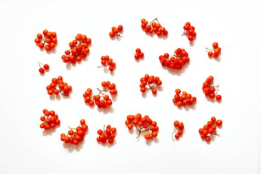 Beyaz zemin üzerinde kırmızı olgun kızılcık üzümlerinin yerleşimi, üst manzara, sonbahar deseni