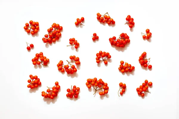 Layout Red Ripe Rowan Berries White Background Top View Autumn — Stock Photo, Image