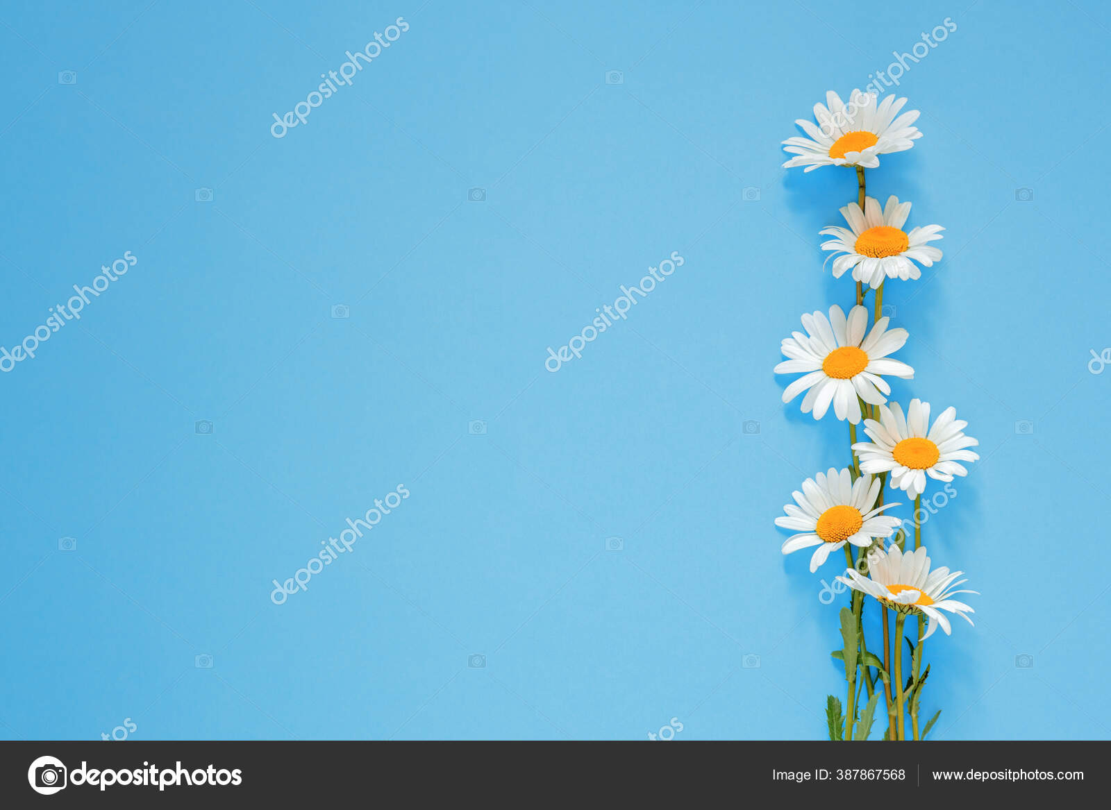 gänseblümchen im blauen - ein lizenzfreies Stock Foto von Photocase