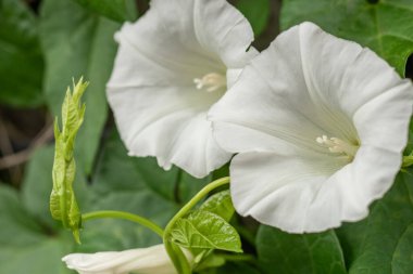 Tırmanan, dokumacı bir bitkinin büyük beyaz çiçekleri, bahçe çardağının duvarında çan şeklinde çiçekler, Calystegia Silvatica