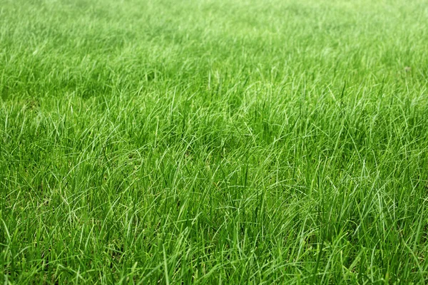 Tall Green Grass Meadow Pasture Unmown Green Lawn Lawn — Stock Photo, Image