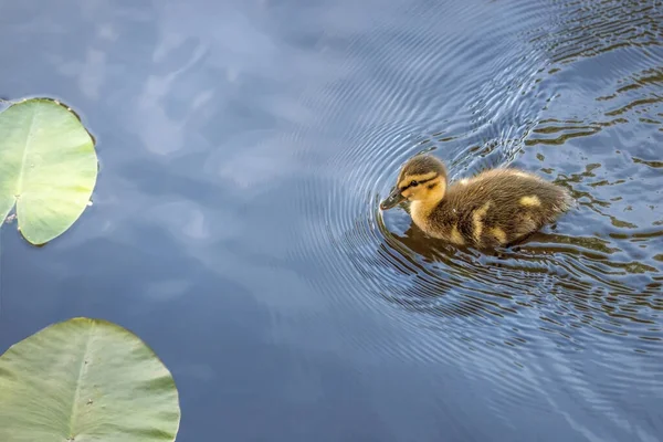 Patito Nada Agua Aves Migratorias Salvajes Estanque Parque —  Fotos de Stock