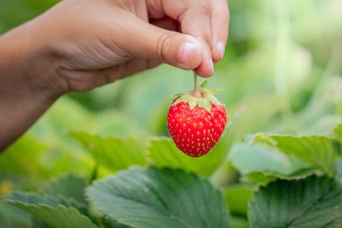 Bir çocuğun elinde olgun çilek, yazın çilek toplamak, böğürtlen toplamak, yaz mevsimi