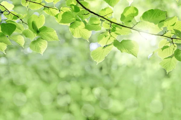 Zielone Liście Tło Gałąź Drzewa Liśćmi Jasne Promienie Słońca Lecie — Zdjęcie stockowe