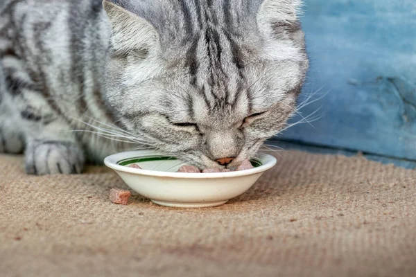 gray cat eating wet cat food from a white bowl on the floor, pieces of meat in sauce, pet\'s favorite food