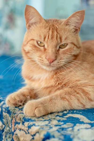 Porträt Einer Großen Ingwerkatze Ein Haustier Liegt Blickt Mit Gelben — Stockfoto