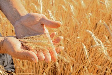 Bir çiftçinin elindeki buğday başakları, buğday tarlasında hasat, hasat mevsimi, tarlalarda ağustos.