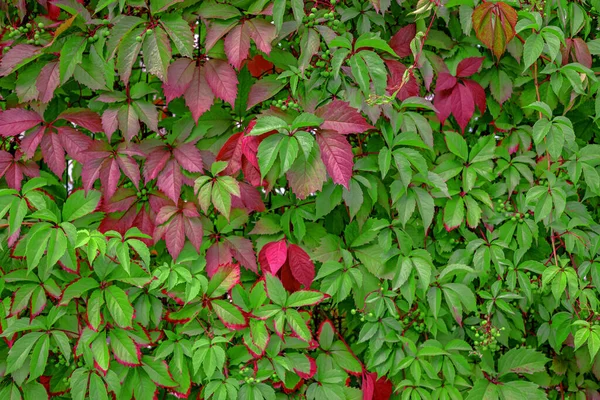 Groene Bladeren Achtergrond Wilde Druiven Weeft Langs Muur Groene Wijnstokken — Stockfoto