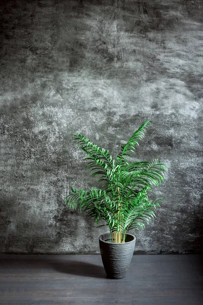 Planta Verde Una Maceta Interior Oscuro Contra Fondo Una Pared — Foto de Stock