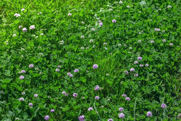 Зеленый Газон Клевер Трава Летнее Время Цветущий Клевер Лугу — стоковое фото