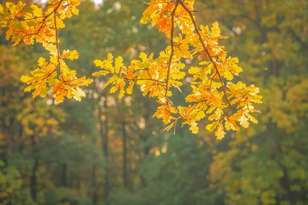 Eiken Tak Met Gele Herfstbladeren Herfstseizoen Herfststemming Boslandschap — Stockfoto