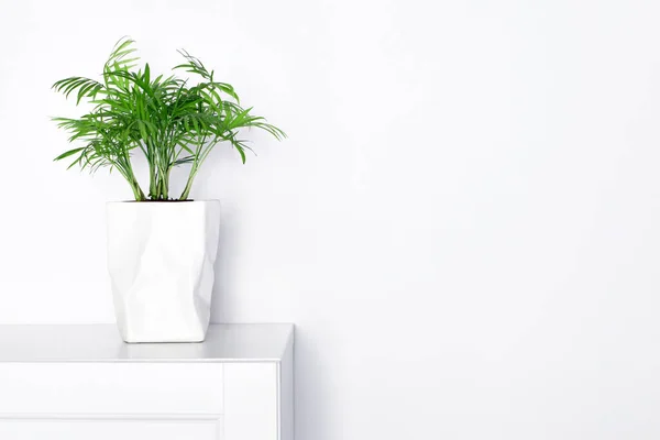 Planta Verde Una Olla Sobre Muebles Blancos Minimalismo Interior Diseño — Foto de Stock