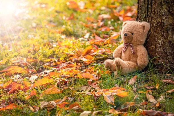 soft children\'s toy bear sits on the grass under a tree in the forest, fallen autumn leaves, the concept of growing up, transitional age
