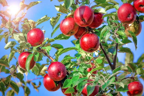 Rote Reife Äpfel Auf Einem Ast Obst Und Erntezeit — Stockfoto