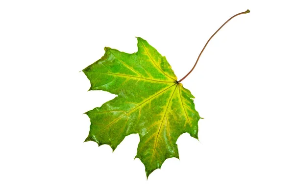 Våt Fallen Grön Lönnlöv Vit Bakgrund Isolat Höst Bakgrund Löv — Stockfoto