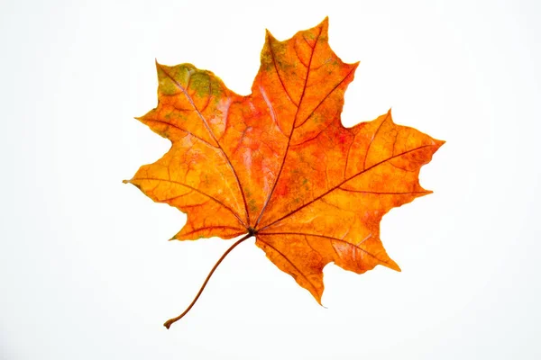 Nat Gevallen Oranje Esdoorn Blad Een Witte Achtergrond Isoleren Herfst — Stockfoto