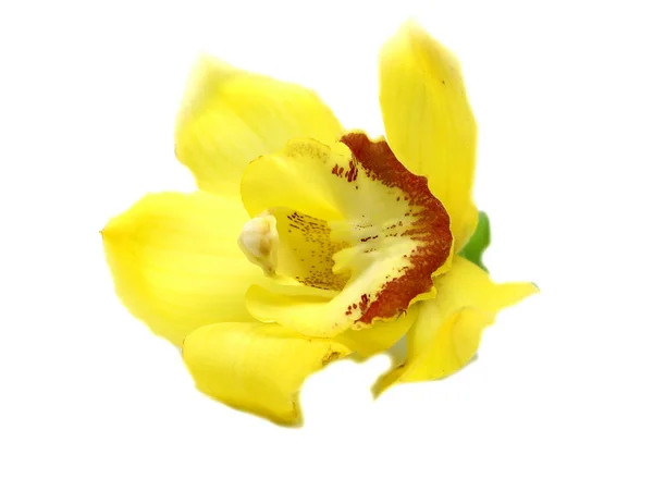 Orquídea Flor Amarela Isolada — Fotografia de Stock