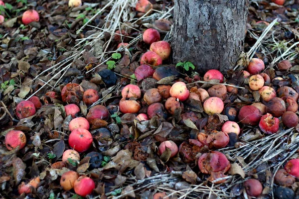 Red rotten apples on the ground in grass near white Apple tree trunk on dark background