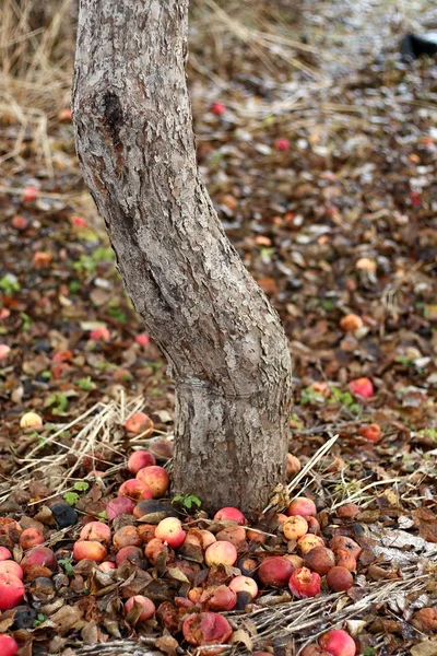 Çim Beyaz Elma Ağaç Gövdesi Koyu Arka Plan Üzerinde Yakın — Stok fotoğraf