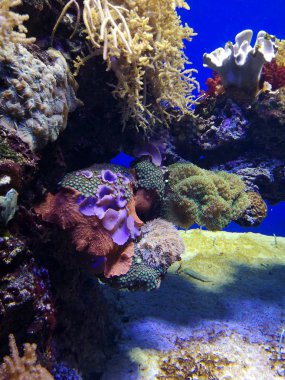 Birçok balık, anemonsand deniz yaratıkları, bitkiler ve mercan kum ve taş mavi ve mor renkler deniz manzaraları, sayısı, deniz yaşamı ile deniz dibinin yakınındaki su altında