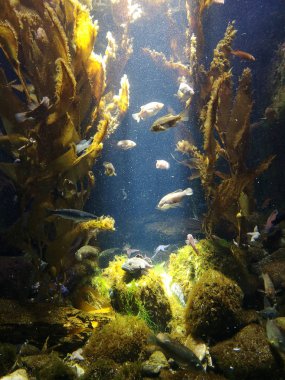 Su altında birçok balık ve deniz yıldızı ve deniz yaratıkları deniz dibinin kahverengi taş ve kum ile yakın ve deniz manzaraları, deniz yaşamı sarı renkler