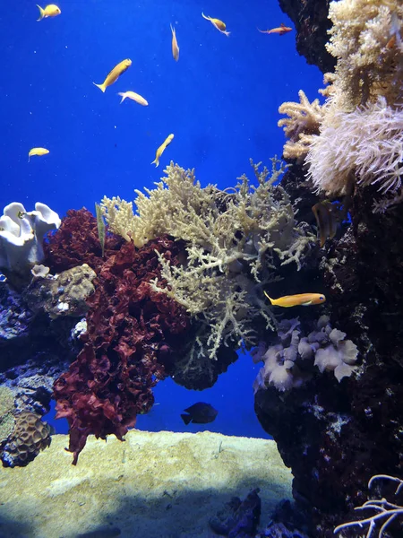 Many fish, anemonsand sea creatures, plants and corals under water near the seabed with sand and stones in blue and purple colors seascapes, views, sea life