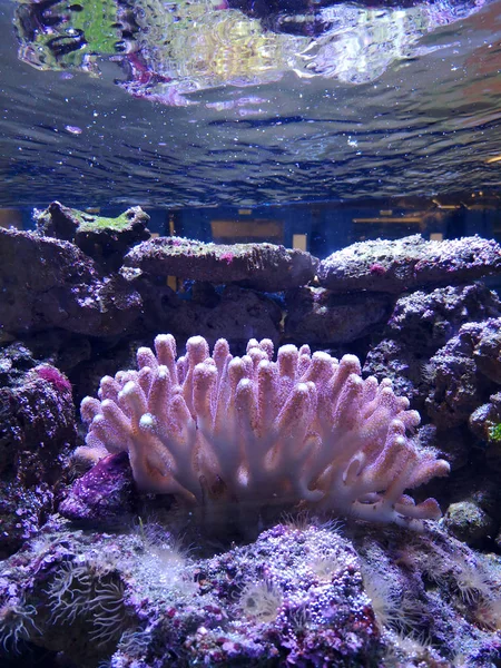 Many fish, anemonsand sea creatures, plants and corals under water near the seabed with sand and stones in blue and purple colors seascapes, views, sea life