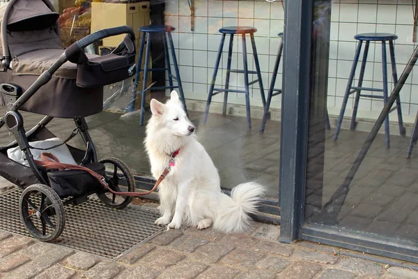 Adorável Branco Macio Cão Husky Senta Perto Uma Roda Infantil — Fotografia de Stock