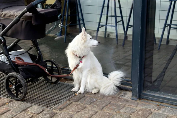 Adorável Branco Macio Cão Husky Senta Perto Uma Roda Infantil — Fotografia de Stock