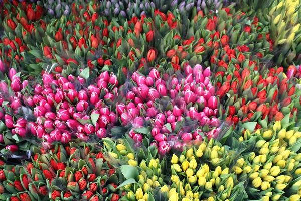 Muchos Colores Brillantes Hermosos Ramos Tulipanes Como Regalo Febrero Día — Foto de Stock