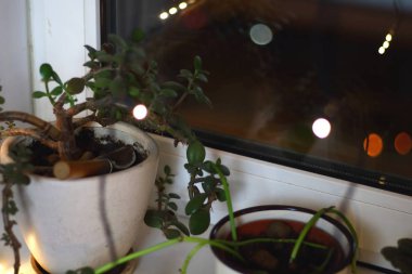 Pencere dışında gece ve bulanık ışık pencerenin yanındaki sarı çelenk ile iç pencere üzerinde çiçekli tencere