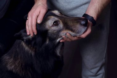 Sarılma ve şirin bir kabarık komik çoban köpeği dostluk, bir sembolü olarak okşayarak el bakımı üzerinde siyah bir arka plan