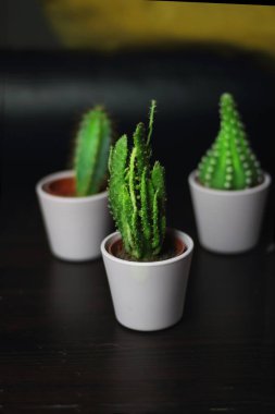Tencere ve arka planda sarı bir yastık ile odasında iç bitki dekorasyon için küçük şirin kaktüsler succulents ışık pembe