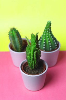Tencere ve arka planda sarı bir yastık ile odasında iç bitki dekorasyon için küçük şirin kaktüsler succulents ışık pembe