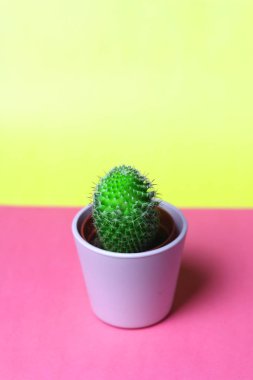 Tencere ve arka planda sarı bir yastık ile odasında iç bitki dekorasyon için küçük şirin kaktüsler succulents ışık pembe