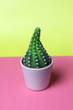 Tencere ve arka planda sarı bir yastık ile odasında iç bitki dekorasyon için küçük şirin kaktüsler succulents ışık pembe