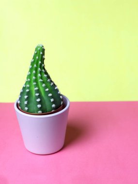 Tencere ve arka planda sarı bir yastık ile odasında iç bitki dekorasyon için küçük şirin kaktüsler succulents ışık pembe