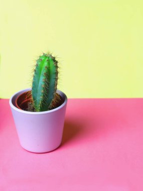 Tencere ve arka planda sarı bir yastık ile odasında iç bitki dekorasyon için küçük şirin kaktüsler succulents ışık pembe