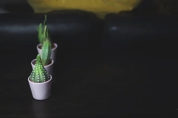 Pequeñas Suculentas Cactus Lindas Macetas Color Rosa Claro Para Decoración — Foto de Stock