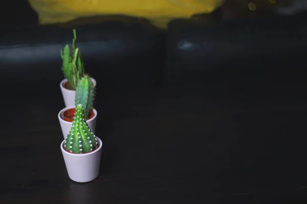 Petits Cactus Mignons Succulents Dans Des Pots Rose Clair Pour — Photo