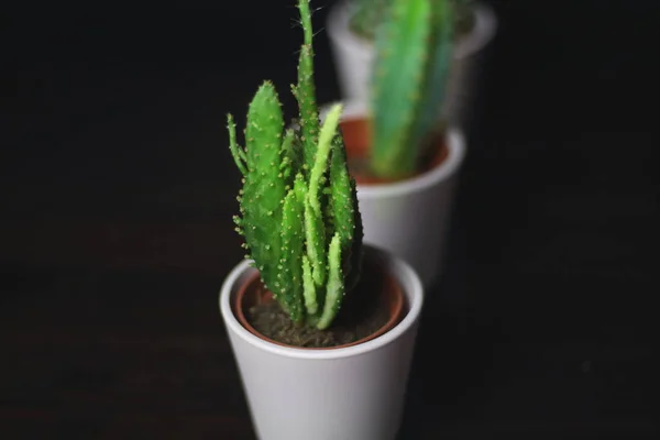 Pequeñas Suculentas Cactus Lindas Macetas Color Rosa Claro Para Decoración — Foto de Stock